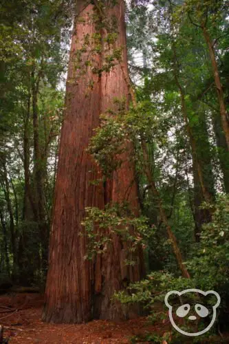 The double trunk of the Libbey Tree in Redwoods National Park surrounded by other redwood trees..