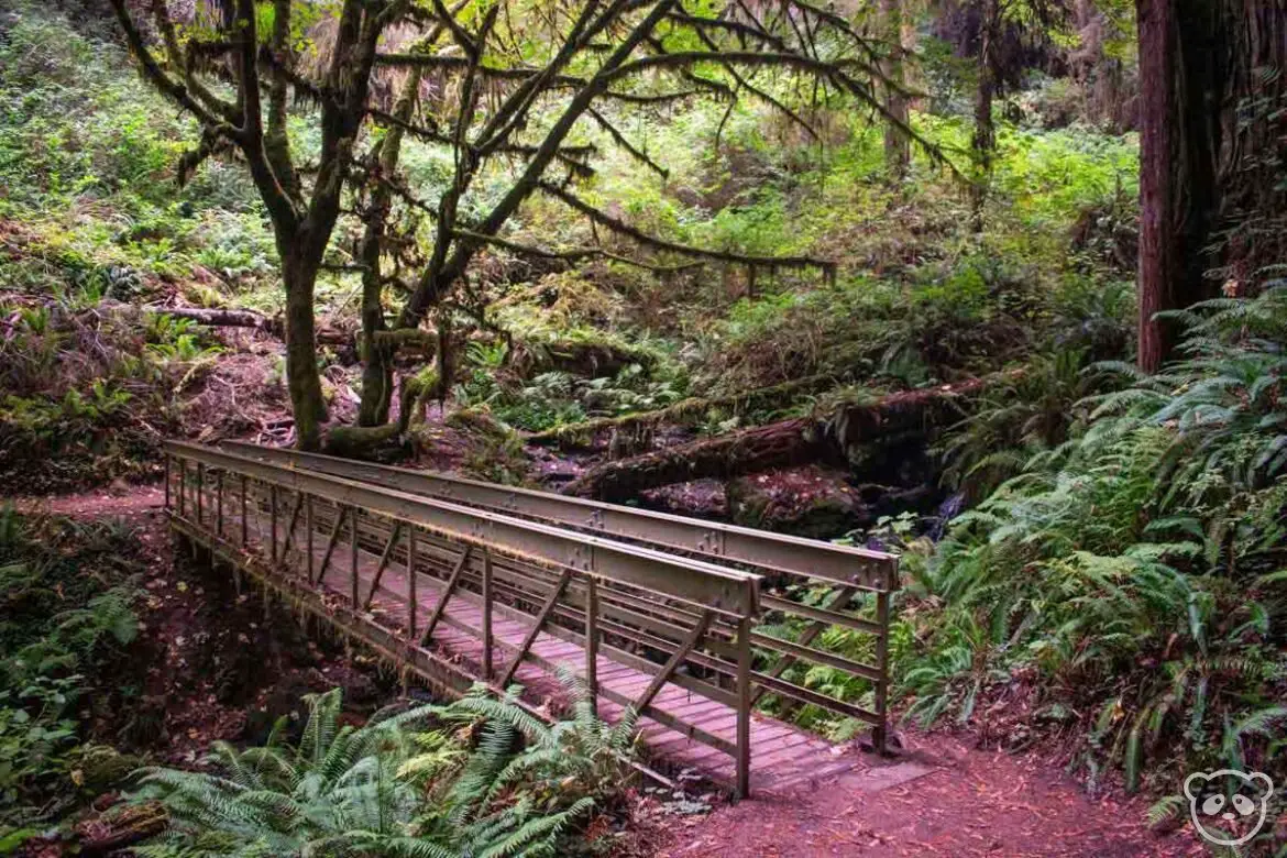 Metal bridge on the Tall Trees Grove Trail in Redwoods National Park surrounded by trees with lichen and ferns.