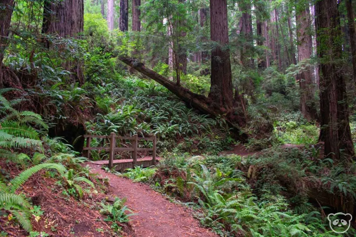 Trail leading to the foreground with redwood trees and ferns. A portion of the trail is also a wooden bridge crossing.